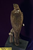 鳳頭蒼鷹藏品圖，第10張